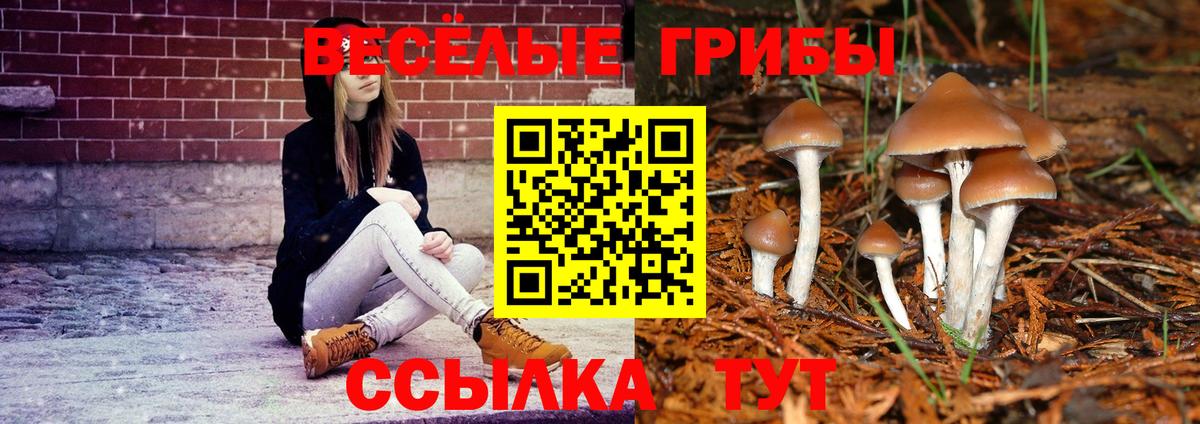 Шарыпово  Псилоцибиновые грибы Cubensis  Вход с VPN 