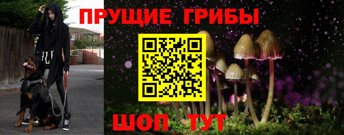 Галлюциногенные грибы Psilocybine cubensis Шарыпово